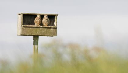 Torenvalken in een nestkast