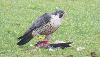 Slechtvalk met Smient als prooi – een andere soort die veelvuldig geassocieerd wordt met HPAI-infecties.