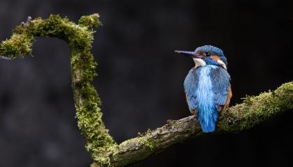 IJsvogel man met grond aan snavel
