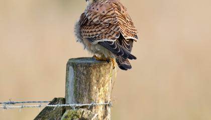 vrouwkleed Torenvalk