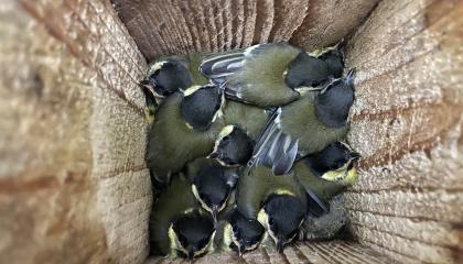 Jonge Koolmezen in nestkast