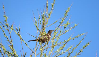 Een beflijster vrouwtje op trek in het Lauersmeergebied