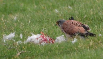 Torenvalk etend van dode brandgans