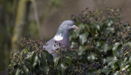 Houtduif