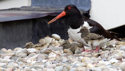 Scholekster op het dak | Geert de Vries