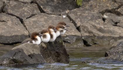 Grote Zaagbek op 9 juni met kuikens 1