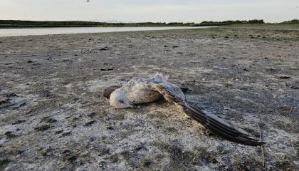 Eén van de recent gevonden dode Zilvermeeuwen 