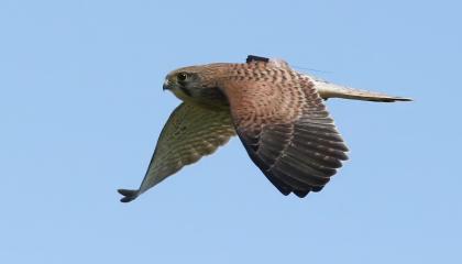 Jonge Torenvalk met een ICARUS zender op de rug