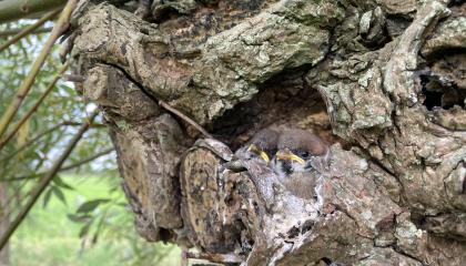 Jonge Ringmussen in een knotwilg