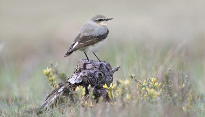 Tapuit op een stronkje