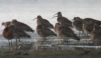 Regenwulpen op de slaapplaats