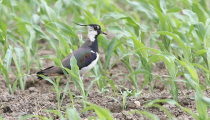 Kievit tussen de mais