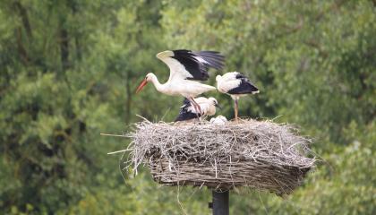 ooievaars op nest